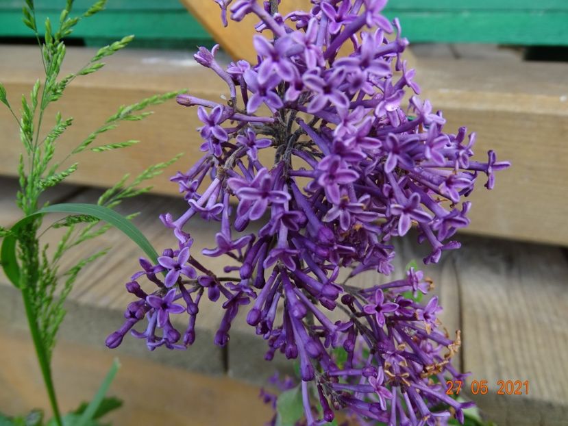 syringa Bloomerang Deep Purple - Dobarland 2021 2