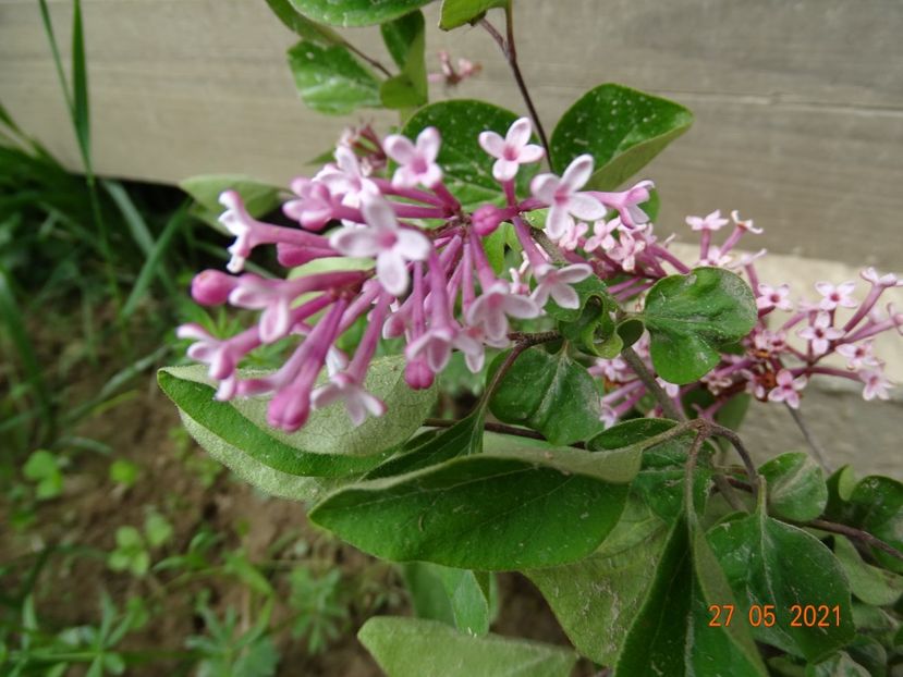 syringa Tinkerbelle - Dobarland 2021 2