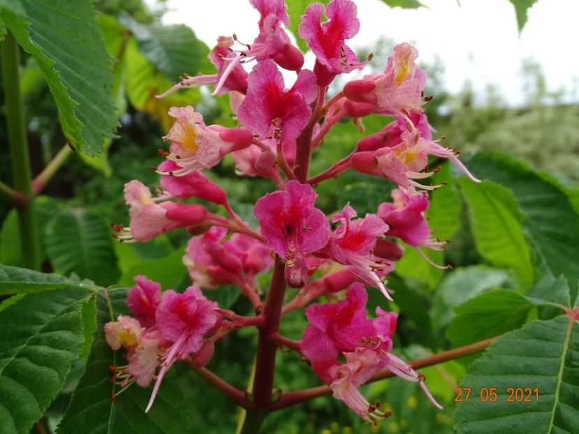 aesculus x carnea Briotii - Dobarland 2021 3