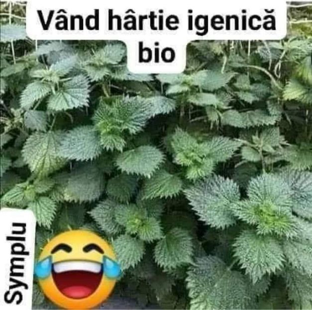  - Divertisment 4