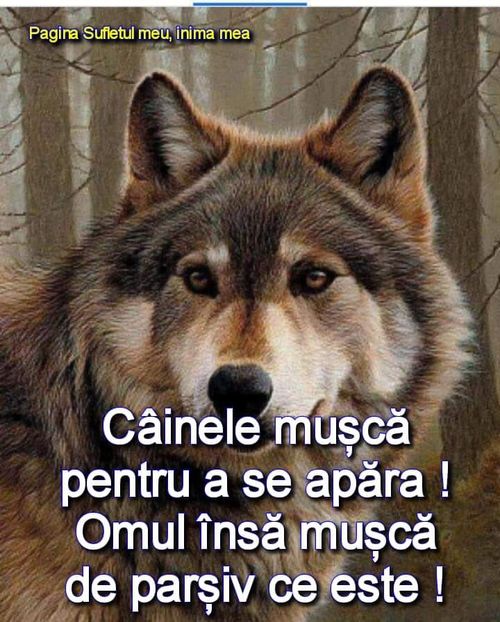  - O frumoasa si nobila pasiune