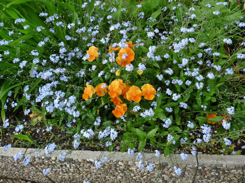  - 2021 - 01 - Primavara