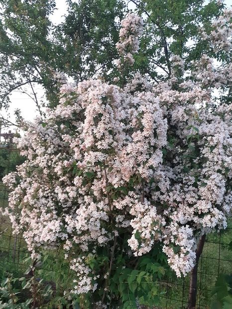  - 0 Kolkwitzia pink cloud