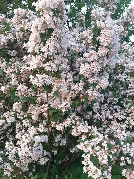  - 0 Kolkwitzia pink cloud