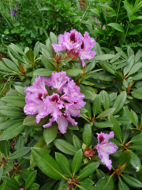  - Azalee si Rhododendroni