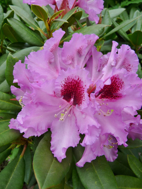  - Azalee si Rhododendroni