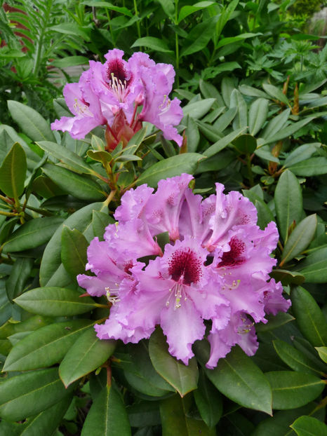  - Azalee si Rhododendroni