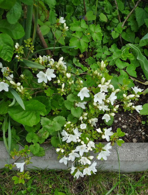  - Azalee si Rhododendroni