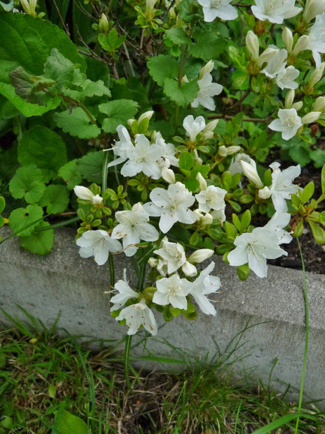  - Azalee si Rhododendroni