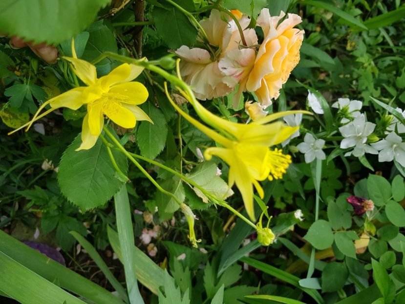  - Caldaruse 2020-2023