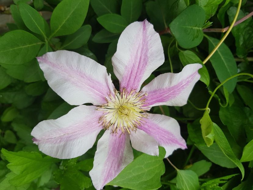  - Clematite 2020-2023
