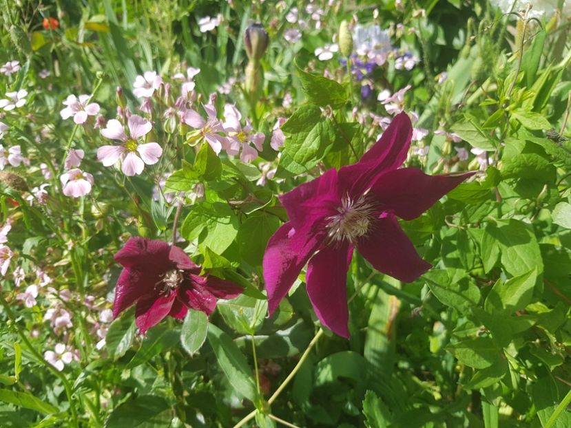  - Clematite 2020-2023