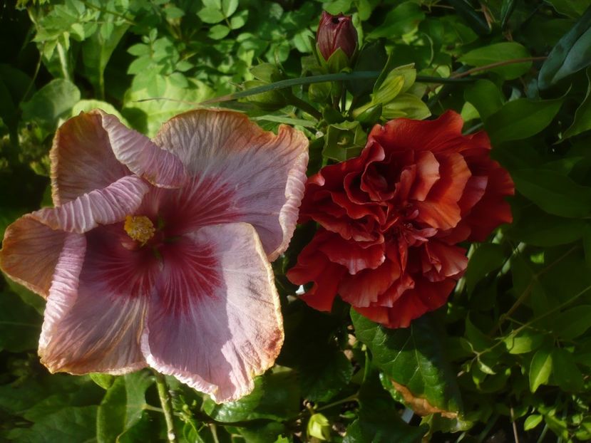 P1480346 - HIBISCUSI 2021-1