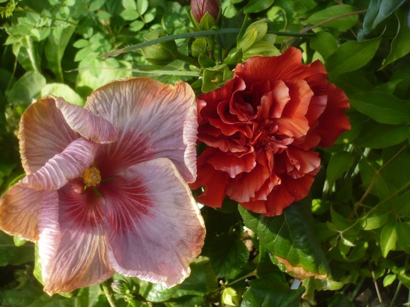 P1480347 - HIBISCUSI 2021-1