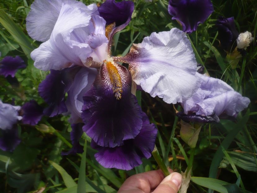 28.05.2021 - GRADINA 2021-2