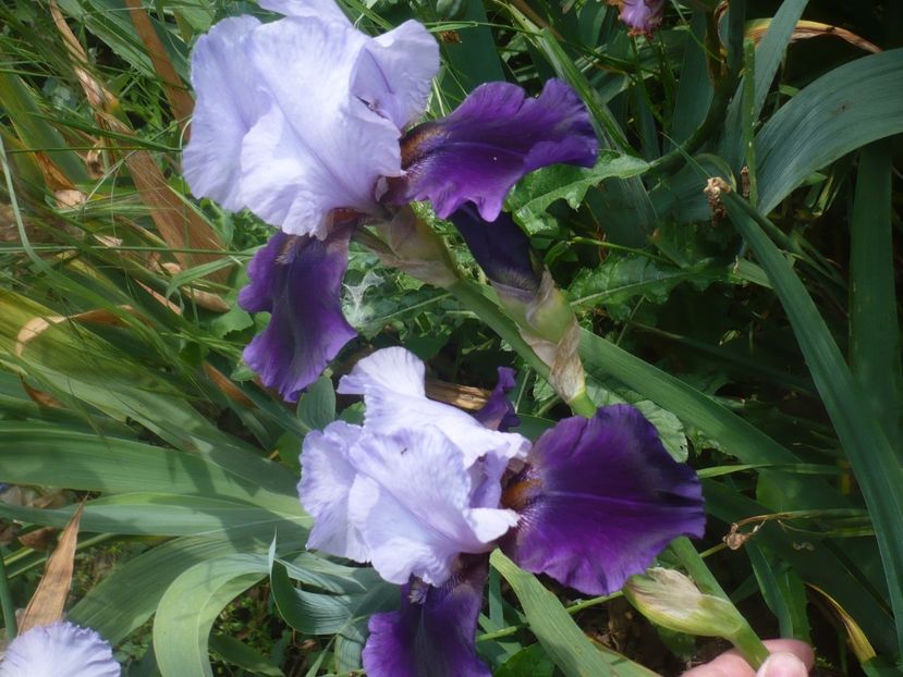 P1480378 - GRADINA 2021-2