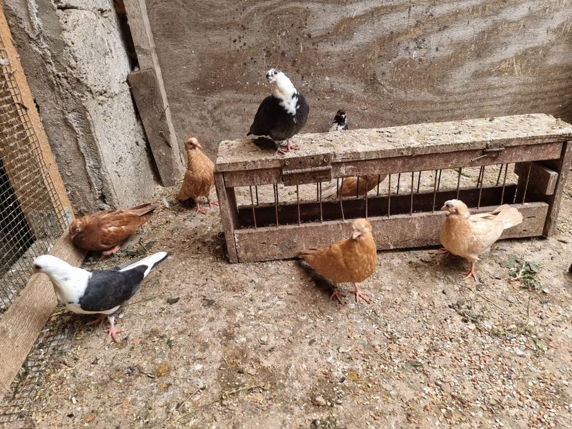  - 8-Jucatorii de Ardeal vechi