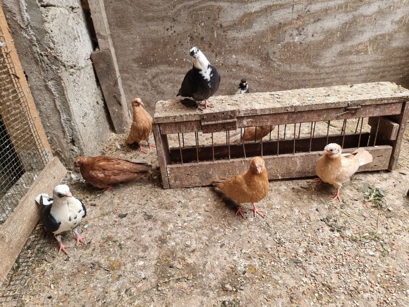  - 8-Jucatorii de Ardeal vechi