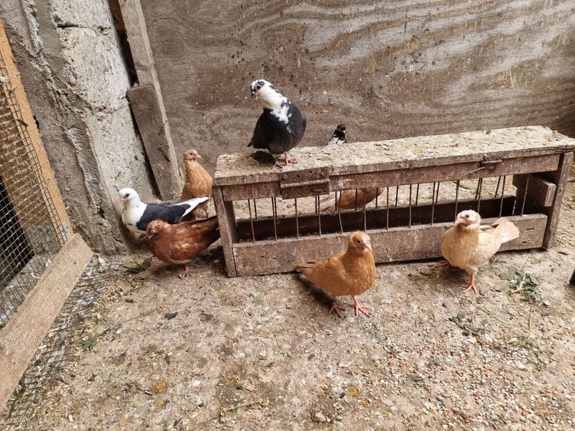  - 8-Jucatorii de Ardeal vechi