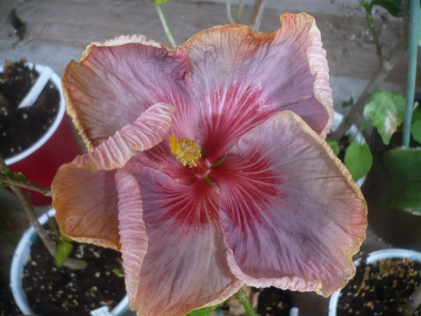 P1480343 - HIBISCUSI 2021-1