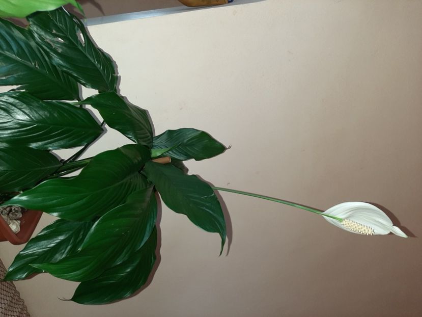  - Florile mele în mai 2021