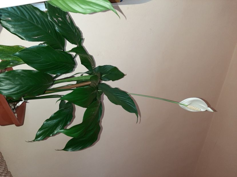  - Florile mele în mai 2021