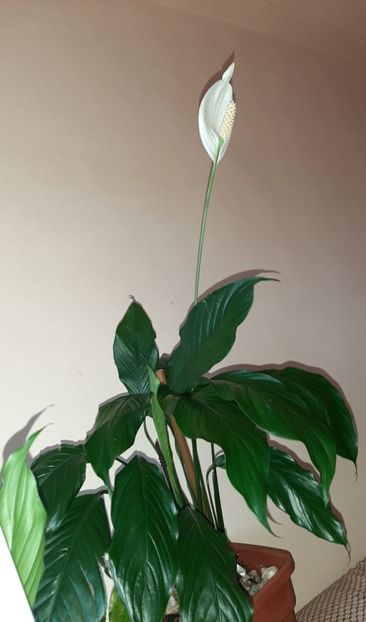  - Florile mele în mai 2021