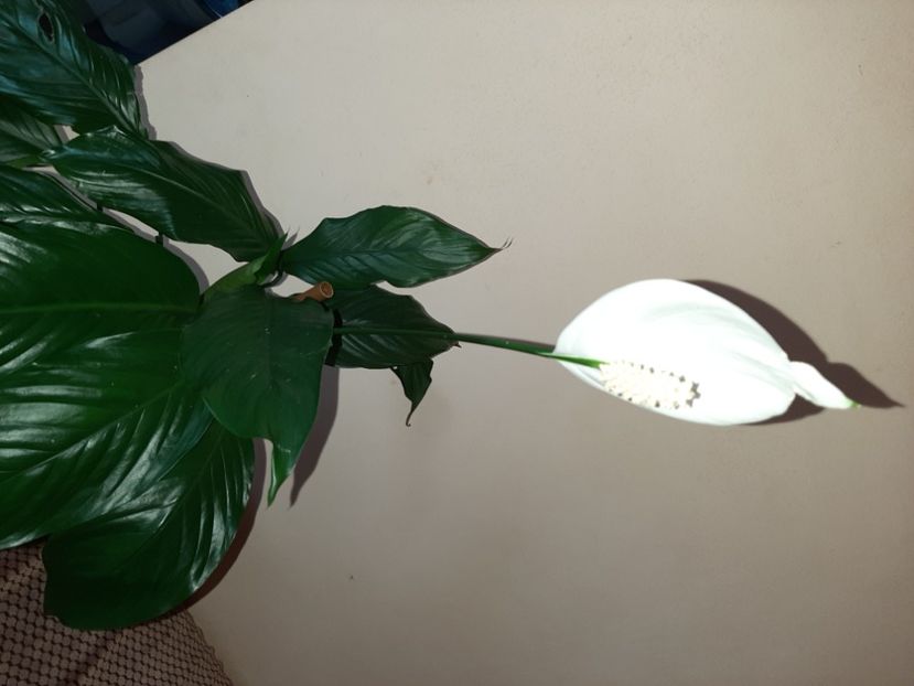  - Florile mele în mai 2021