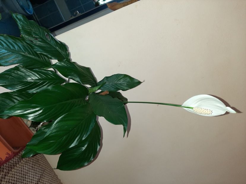  - Florile mele în mai 2021