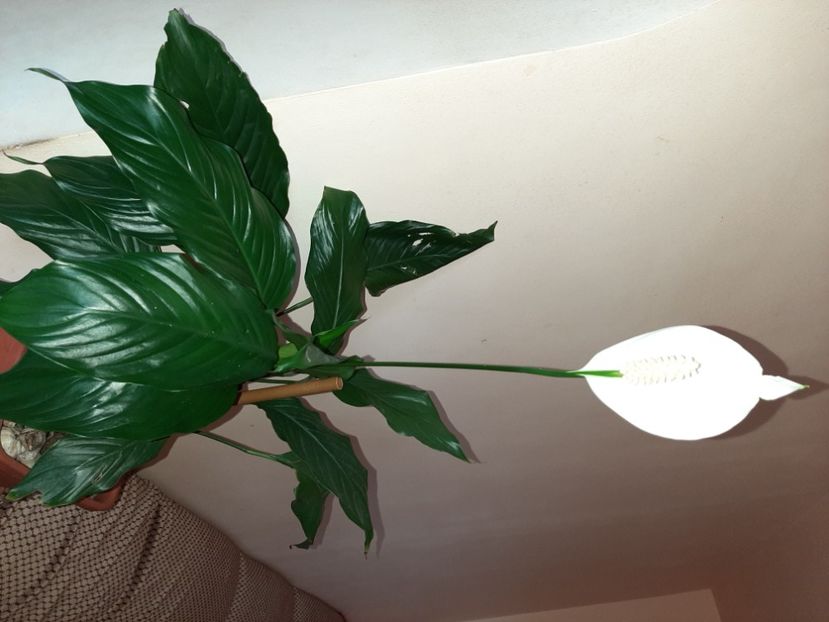  - Florile mele în mai 2021