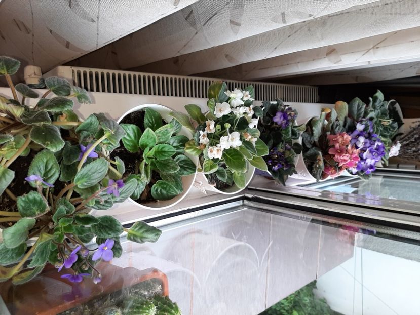  - Florile mele în mai 2021