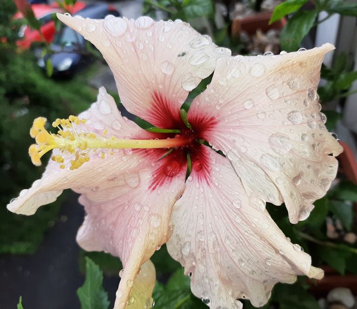  - Florile mele în mai 2021