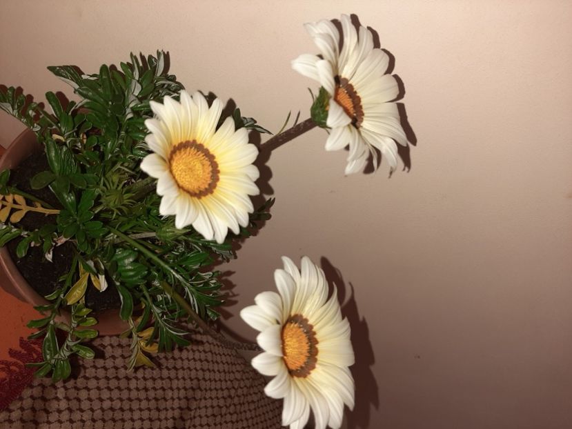  - Florile mele în mai 2021