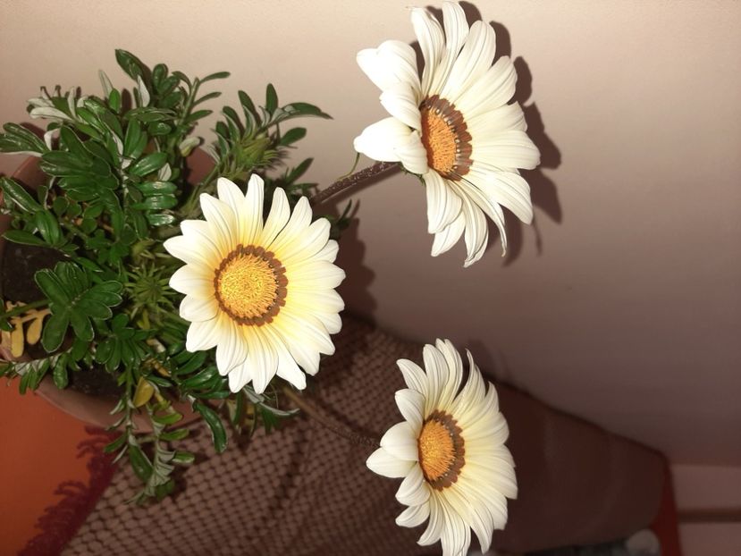  - Florile mele în mai 2021