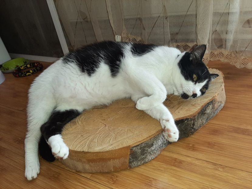  - Pisicii mei în mai 2021