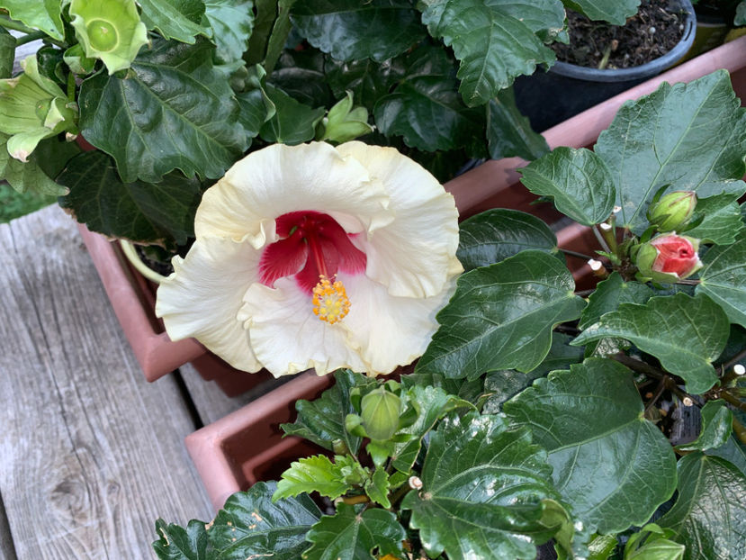  - Jurnalul gradinii 2021