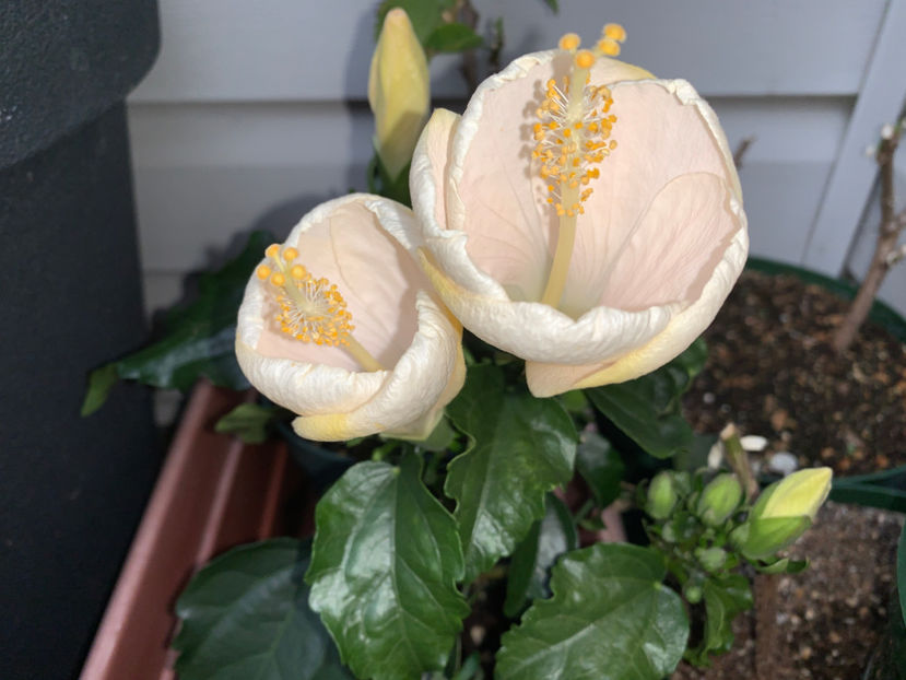  - Jurnalul gradinii 2021