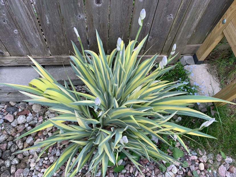  - Jurnalul gradinii 2021