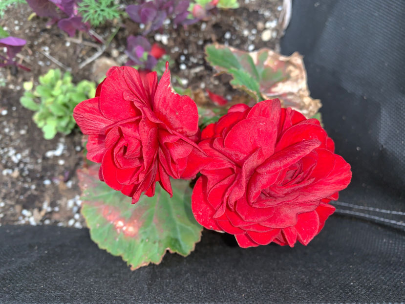  - Jurnalul gradinii 2021