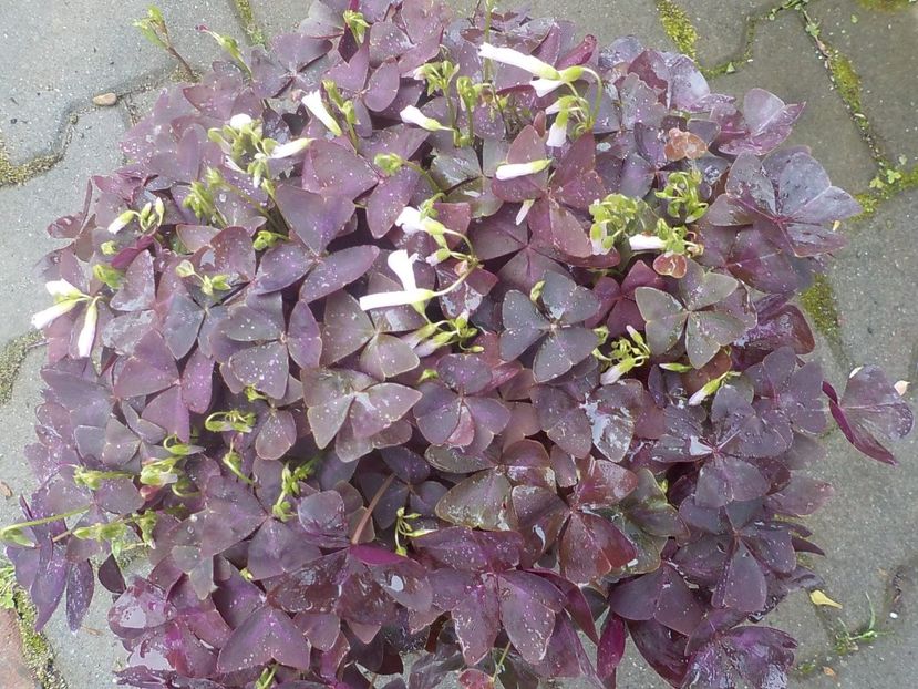  - oxalis triangularis