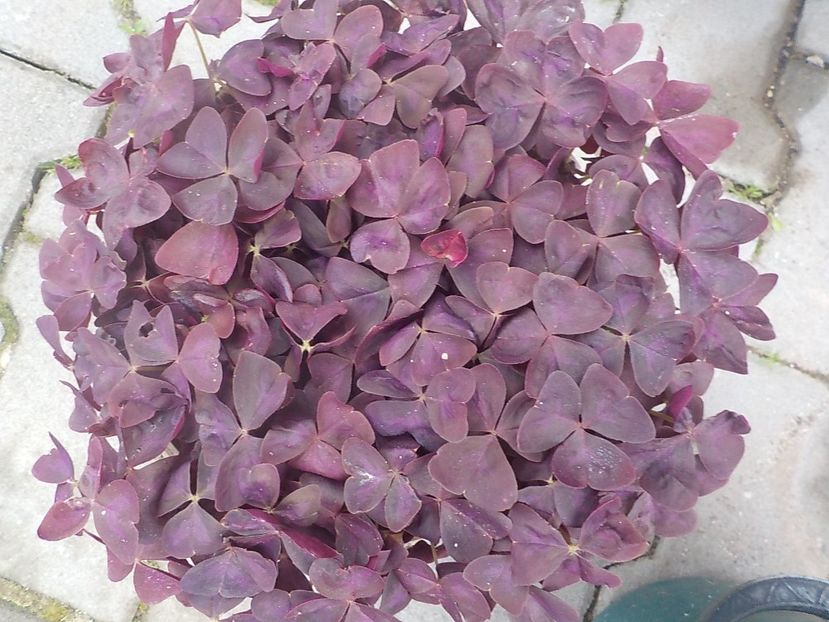  - oxalis triangularis