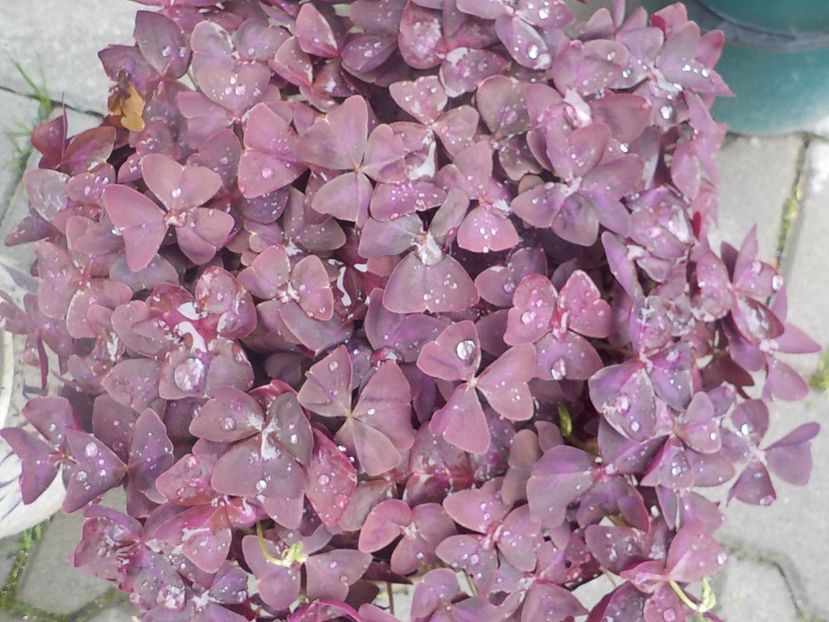  - oxalis triangularis