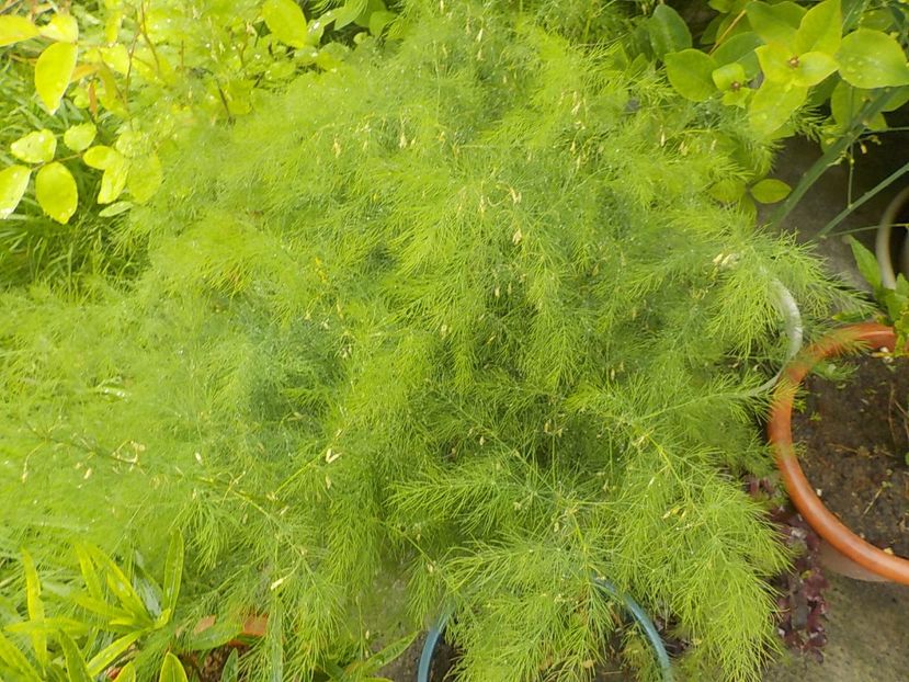  - asparagus de gradina