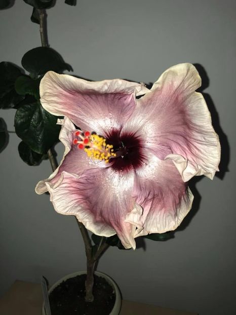 FCF928C8-C338-48A5-AD86-F44249F50326 - Flori 2021