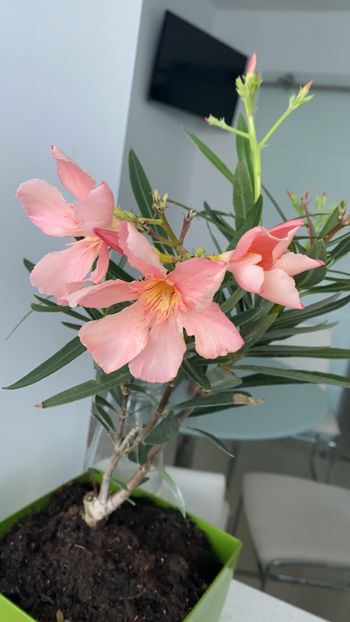 0E1FB047-5919-4506-B022-0C52718A02E3 - Flori 2021