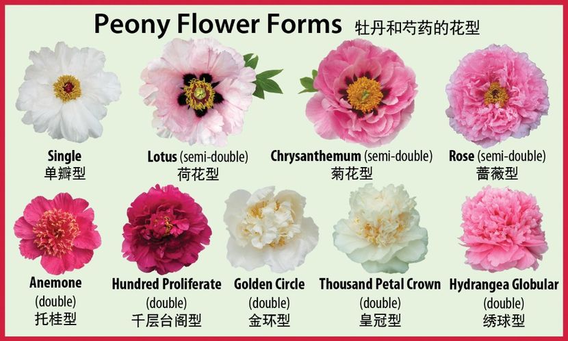 flower-form-chart-final1 (1) - Bujori arbustivi