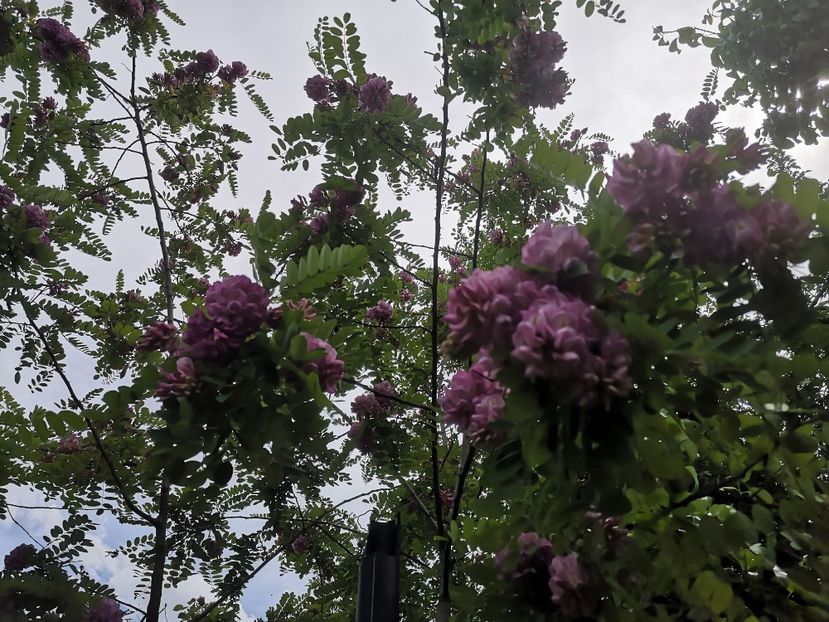  - arbori ornamentali 2021