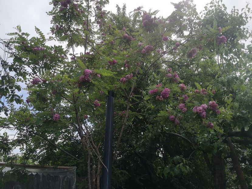  - arbori ornamentali 2021