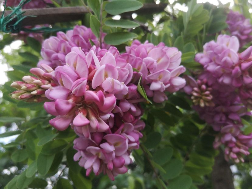  - arbori ornamentali 2021