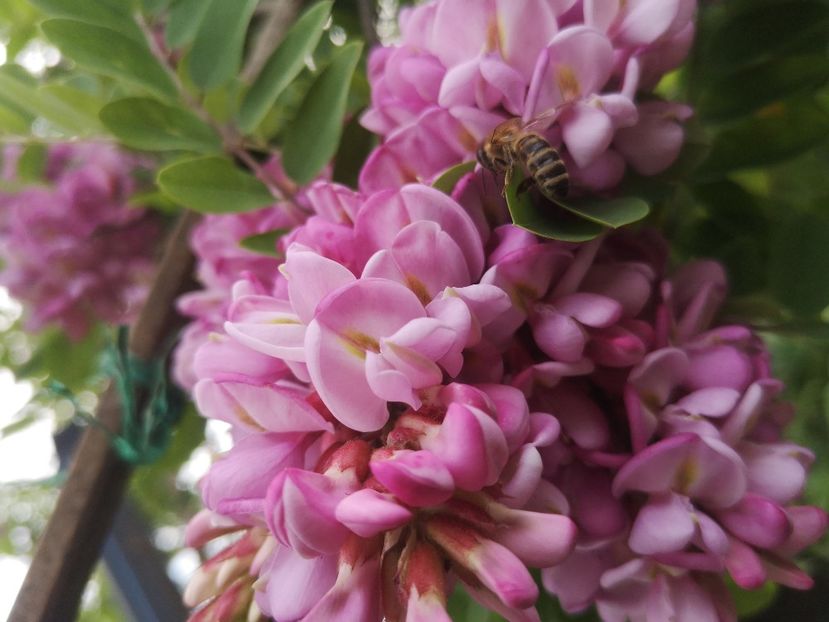 salcam roz - arbori ornamentali 2021